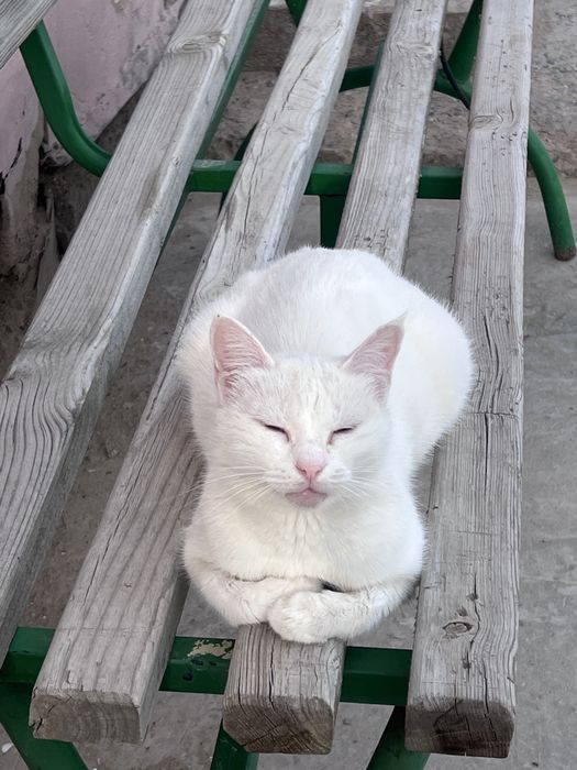 Отдаём кошку в добрые руки срочно!!