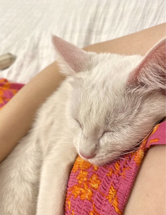 Отдам кошку в добрые руки!