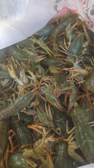 Раки живые раки и вареные