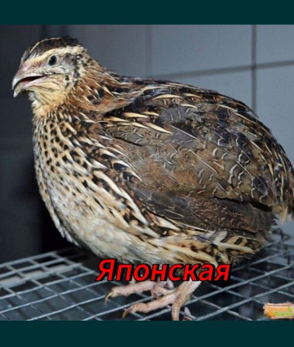 Перепелиные яйцы
