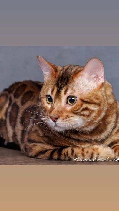 Бенгальский кот для врезки