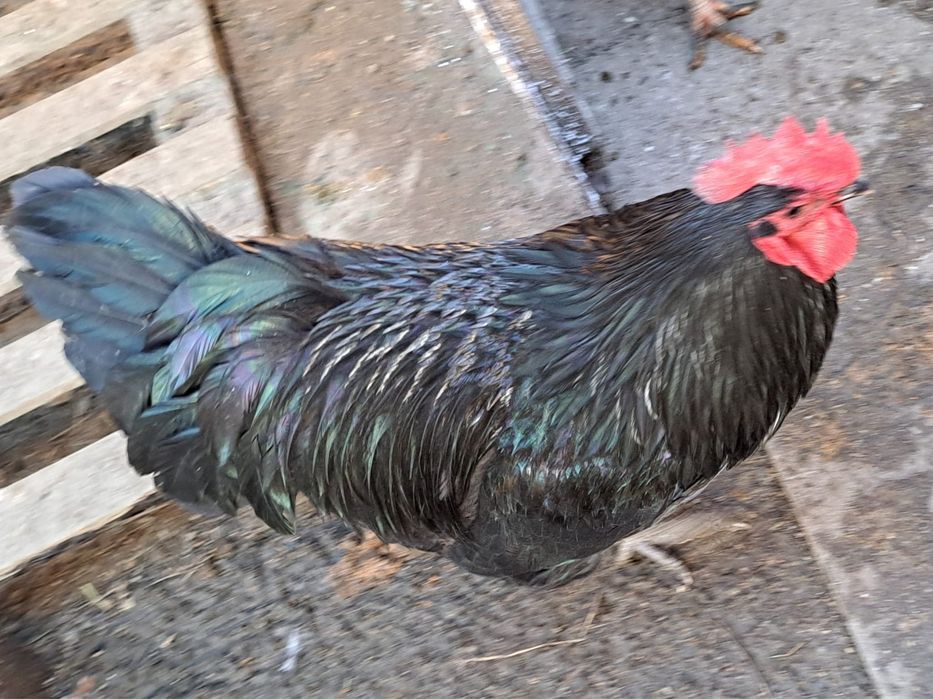 Cocosi marans si australop