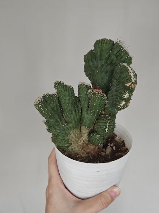 Сансиеверия, филодендрон, кактус, эпипремнум