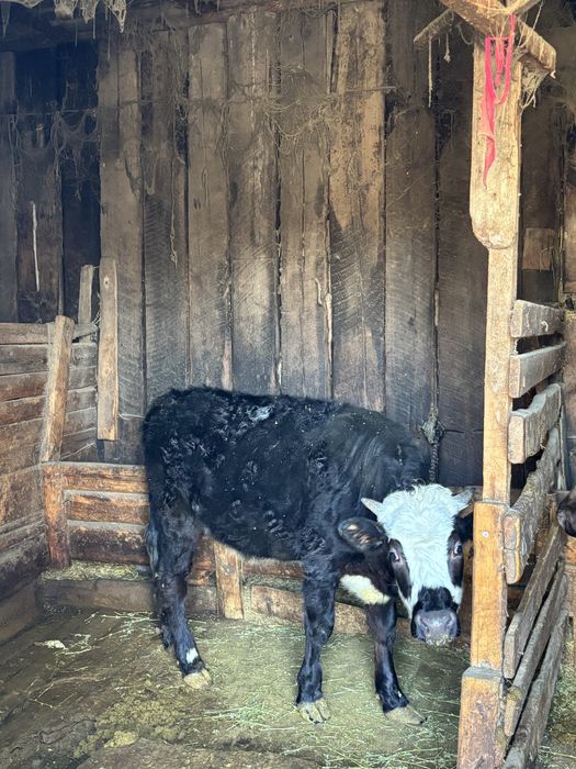 Продам Корову с Тёлочкой