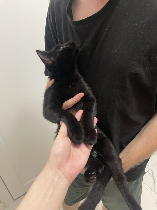Отдадим котенка 4мес
