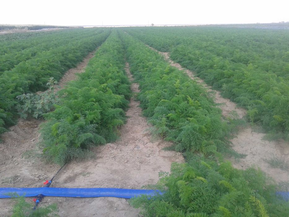 Капельное орошение