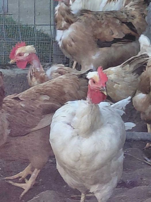 Продавам оплодени яйца от голошийки