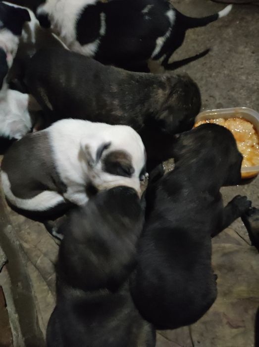 Продам щенков Стаффорда