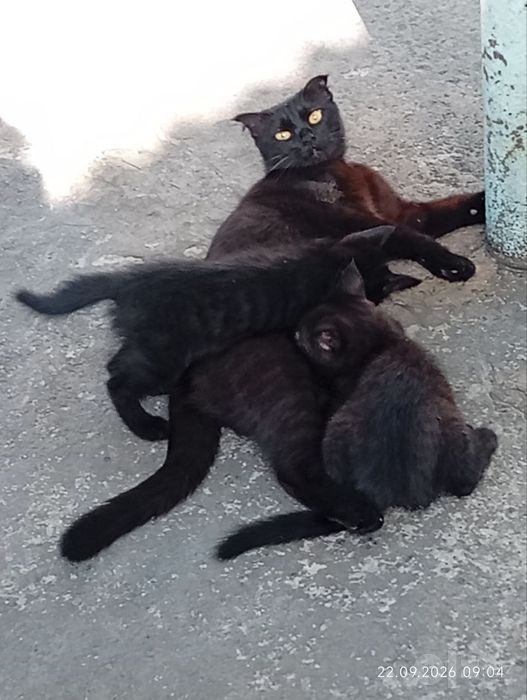 Продам котят в хорошие руки