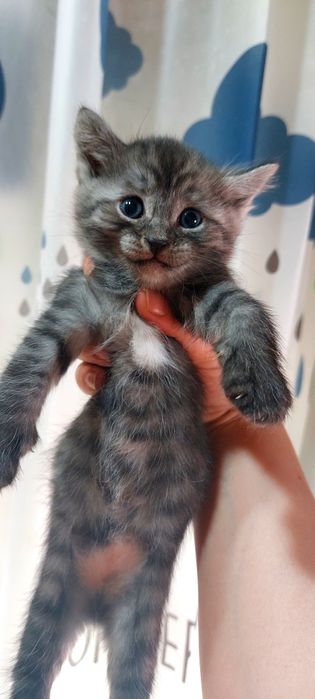 Котята отдам даром