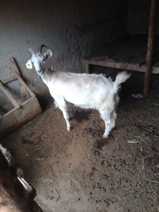 Козье козье ешкі ешкі