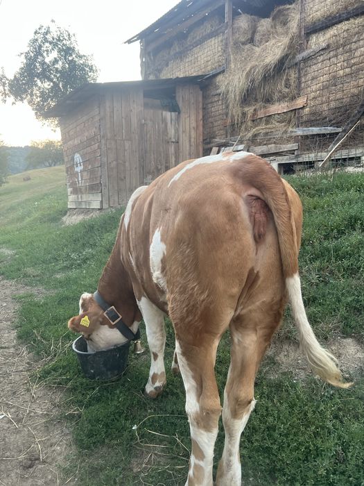 De vânzare juninca de 2 ani deafata