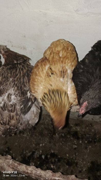 Продам кур и петухов молодняк