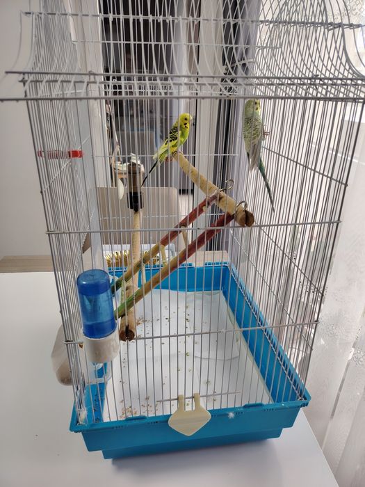 Vind papagali perusi pereche cu tot cu cușcă și accesoriii
