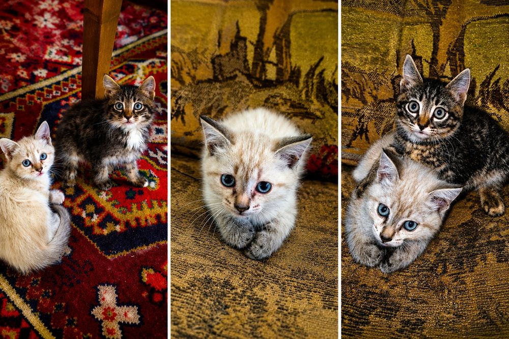Котята-мышеловы в добрые руки!
