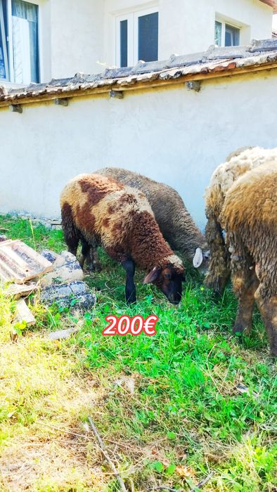 Продавам две мъжки агнета