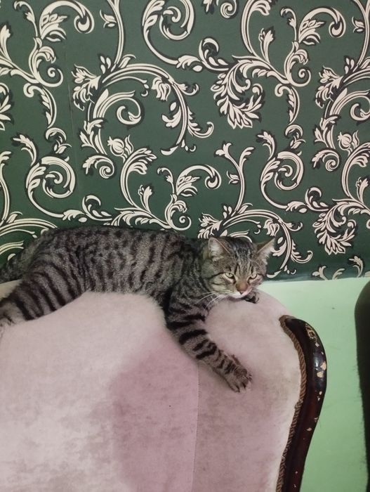 Кошки в добрые руки