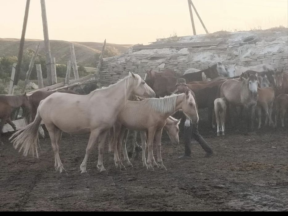 Продам лошадь  и жеребенка