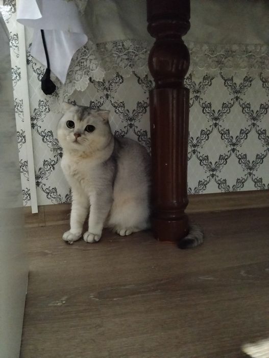 Марғау (Кошка)  Шиншилла СРОЧНО