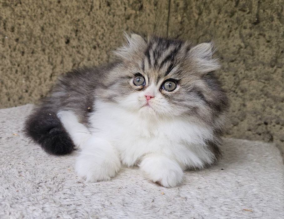 Персийски котенца