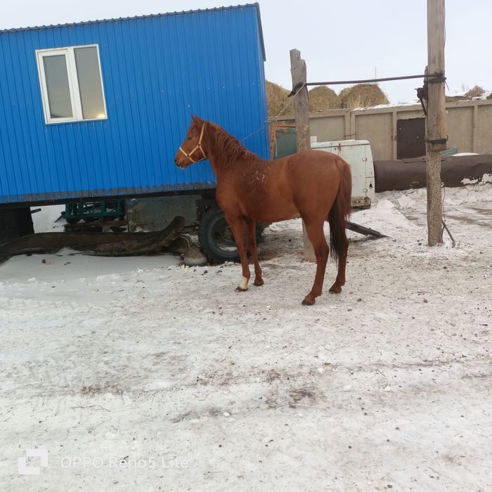 Айғыр бесті, срочно сатылады