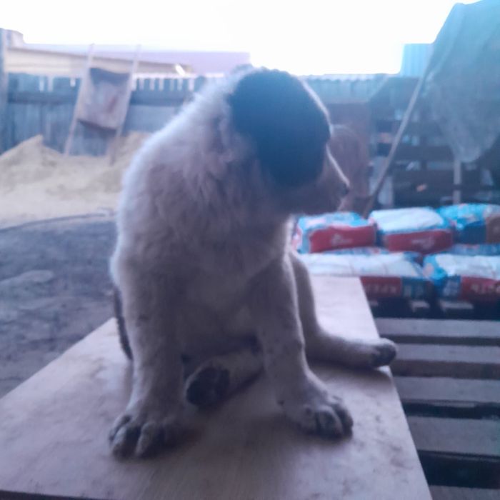 Продам щенков алабая