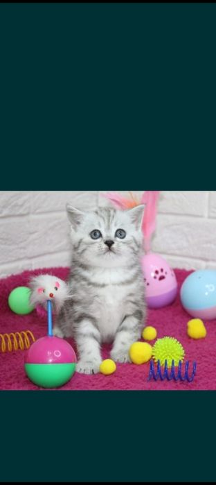Продам прямоухие шотладцы с документами.