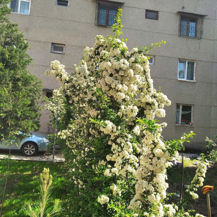 Ароматный фейеверк  из Буддлей