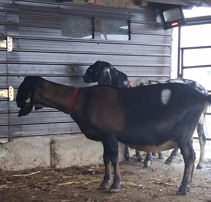 Vând capra NUBIANA cu Pedigree