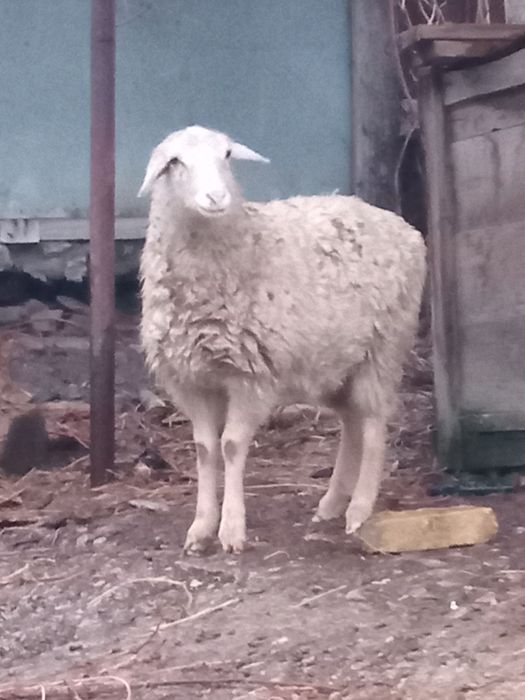 Продам токты жырный