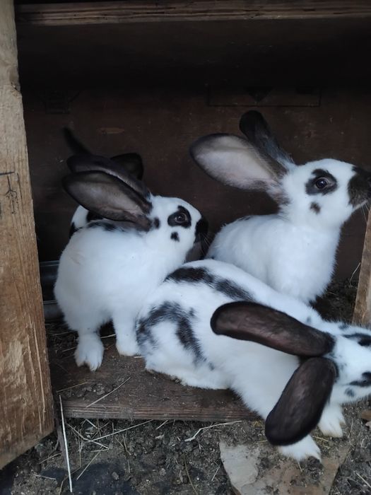 Продавам зайци.