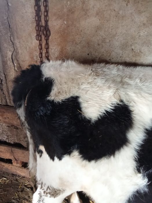 Taur și vițea de vânzare