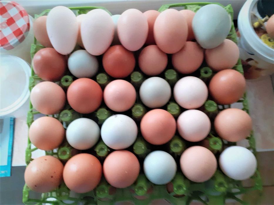 Oua pentru consum