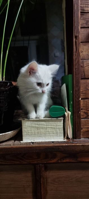 Красивый домашний белоснежный котенок девочка