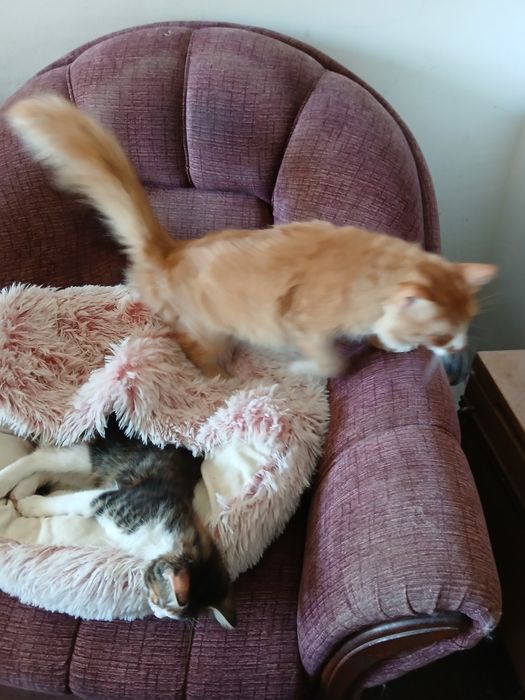 Ангорско коте - мъжко, на 3 месеца