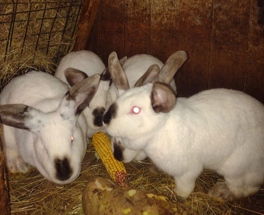 Iepure de rasă Uriaș de Transilvania și alb de Debretin