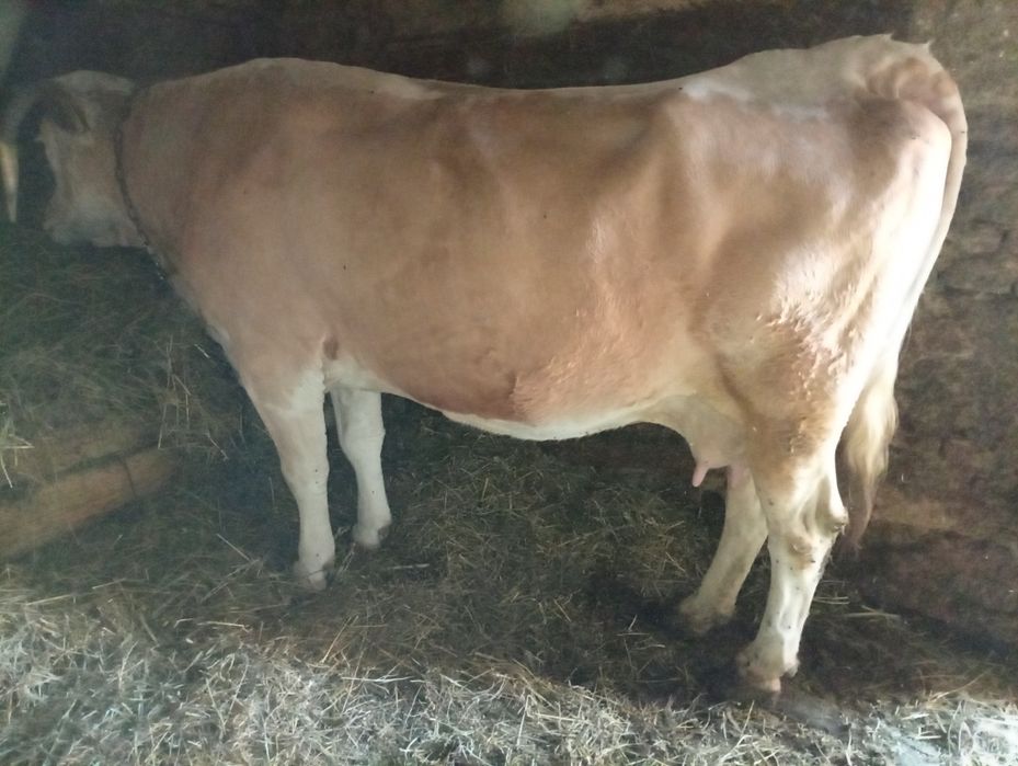 Vacă             de             vanzare                     .
