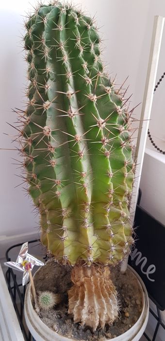 Cactus Echinopsis tubiflora