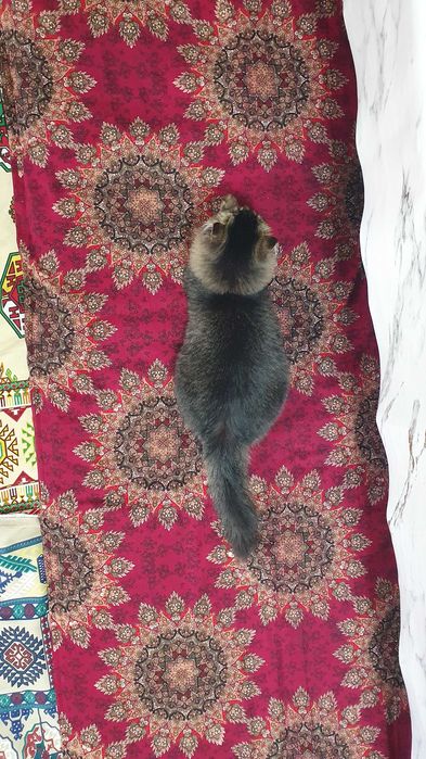 Sibrski mushuk sotiladi