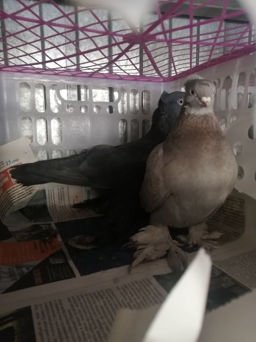 Продам голубей пара