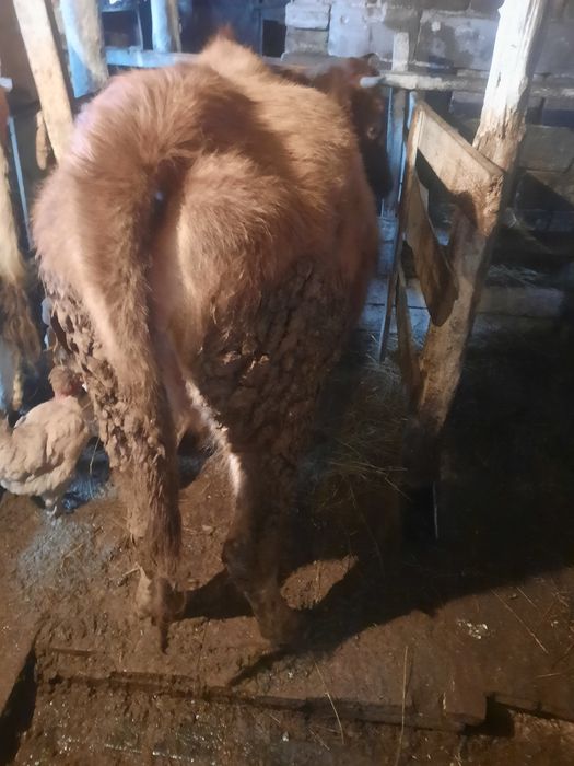 продаётся.карова.возраст.три.года.