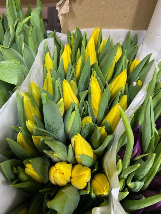 Тюльпаны предзаказ