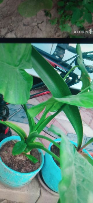 Продам комнатные цветы