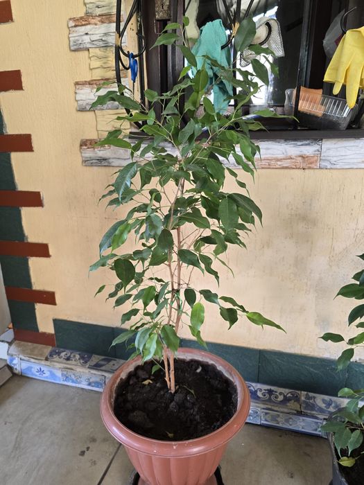 Цветы   домашный