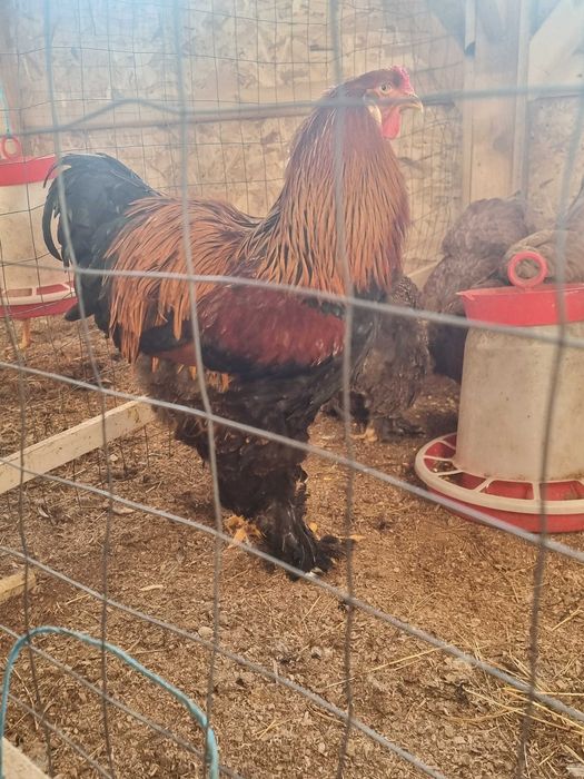 Oua incubat si pui brahma