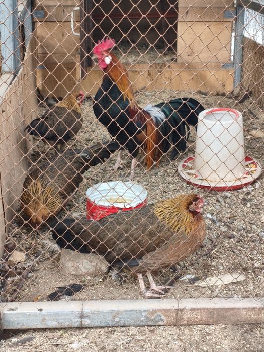 Куры карликовые !