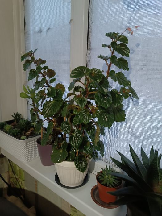 Комнатные цветы Бегония