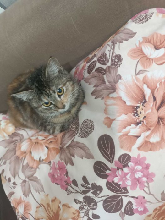 Классный котенок девочка.