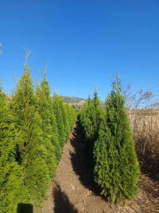 Tuia  Smaragd 150-160 cm