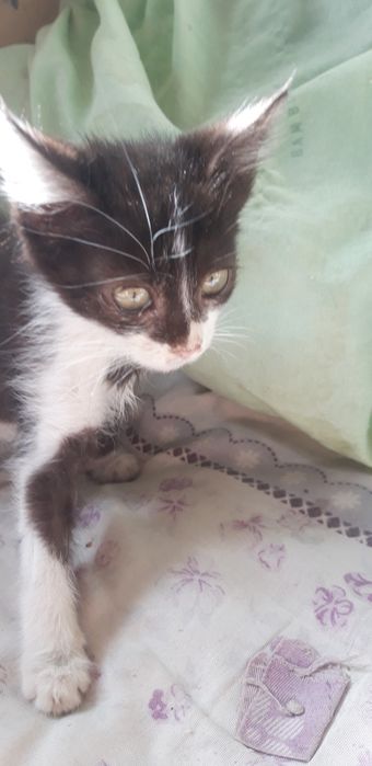 Отдадим котят 3 ед.